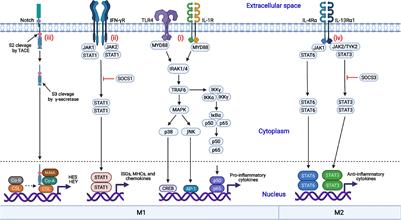 Modulation of Macrophage Polarization by Viruses: Turning Off/On Host Antiviral Responses